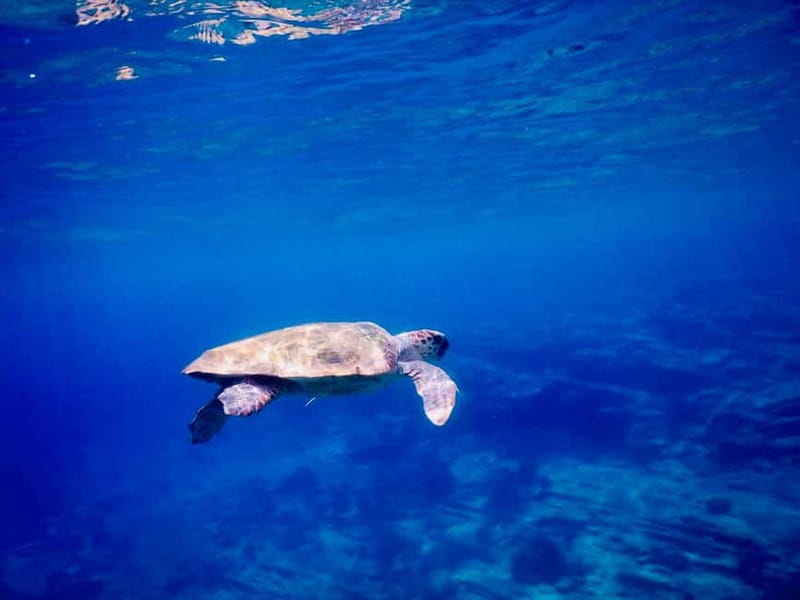 From Milopotas: Ios Island Scenic Snorkeling Cruise - How the price compares with the experience