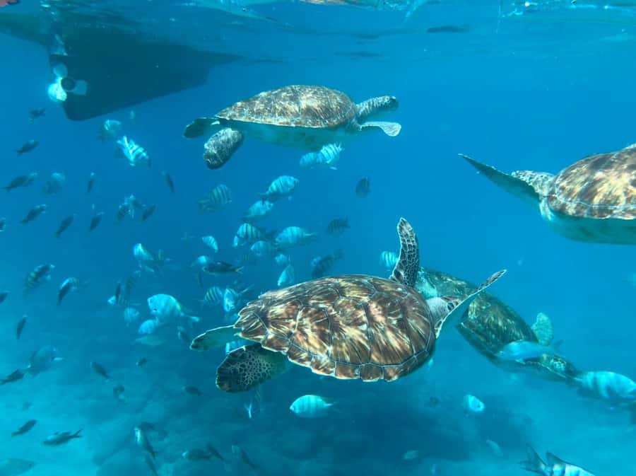 From Mindelo: São Vicente's Enchanting Sea Turtle Snorkeling - Key points to know before booking