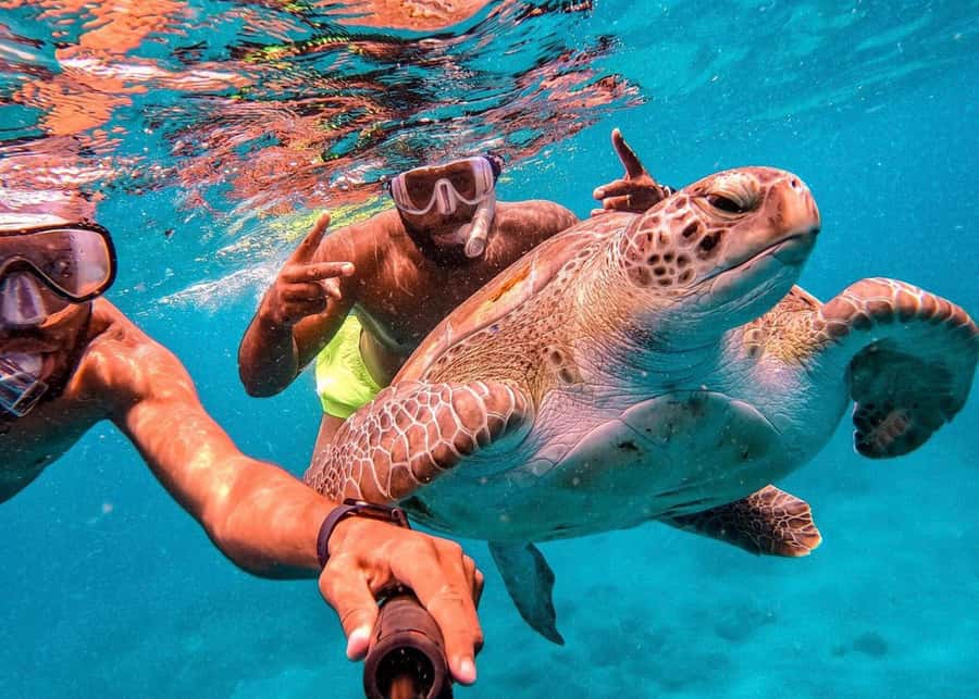 From Mindelo: São Vicente's Enchanting Sea Turtle Snorkeling - The turtle encounter in São Pedro