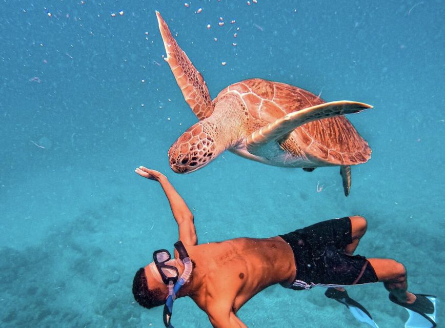 From Mindelo: São Vicente's Enchanting Sea Turtle Snorkeling - Timing, cancellation, and port-day planning