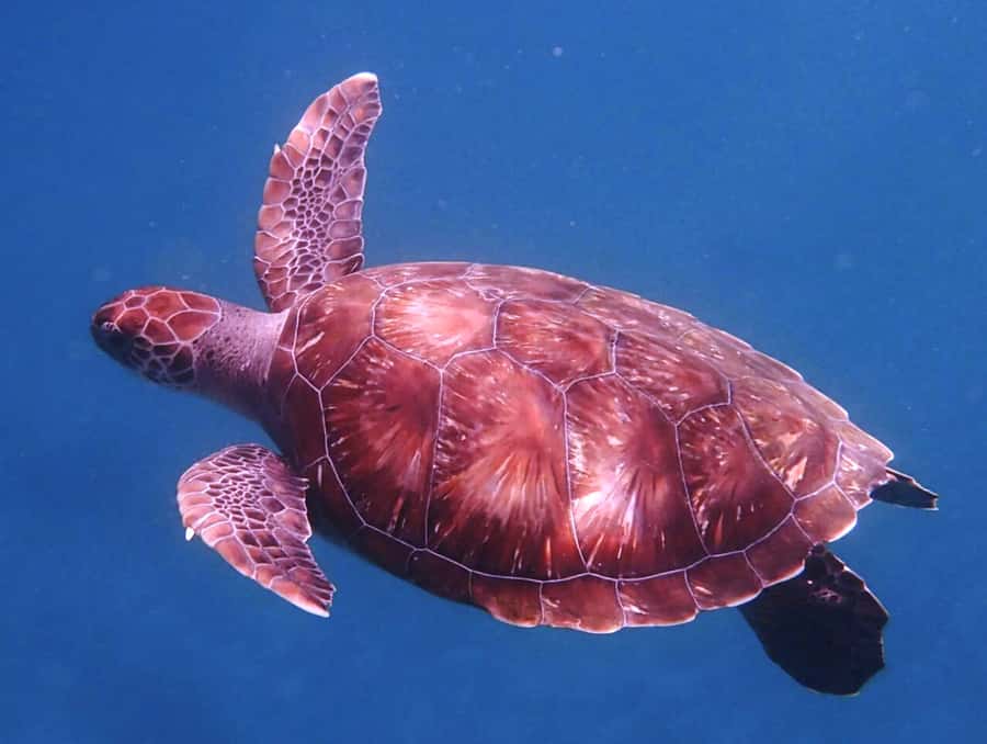 From Mindelo: São Vicente's Enchanting Sea Turtle Snorkeling - What happens from Mindelo to the water