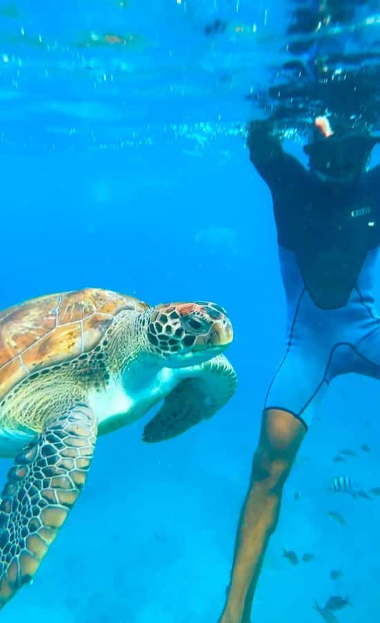 From Mindelo: Snorkel and Swim with Sea Turtles - How the small group changes the experience