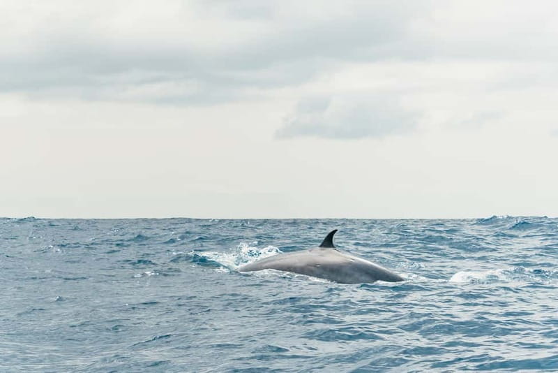 From Morro Jable: Dolphin and Whale Watching and Snorkelling - FAQ