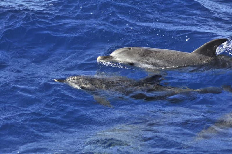 From Morro Jable: Dolphin and Whale Watching and Snorkelling - Racing out from Morro Jable