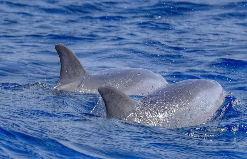 From Morro Jable: Dolphin and Whale Watching and Snorkelling - The snorkeling stop and clear coastal water