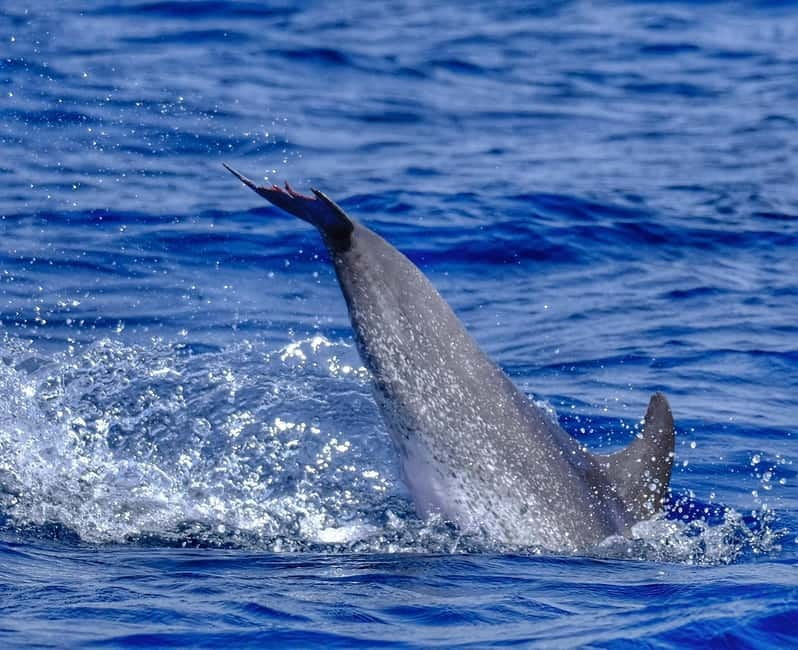 From Morro Jable: Dolphin and Whale Watching and Snorkelling - What the speedboat feels like in real conditions