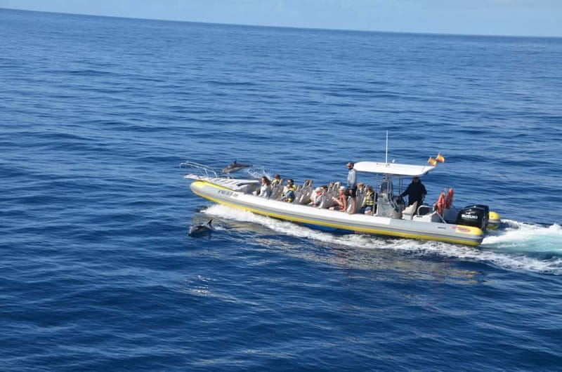 From Morro Jable: Dolphin and Whale Watching and Snorkelling - The guides make more difference than the boat