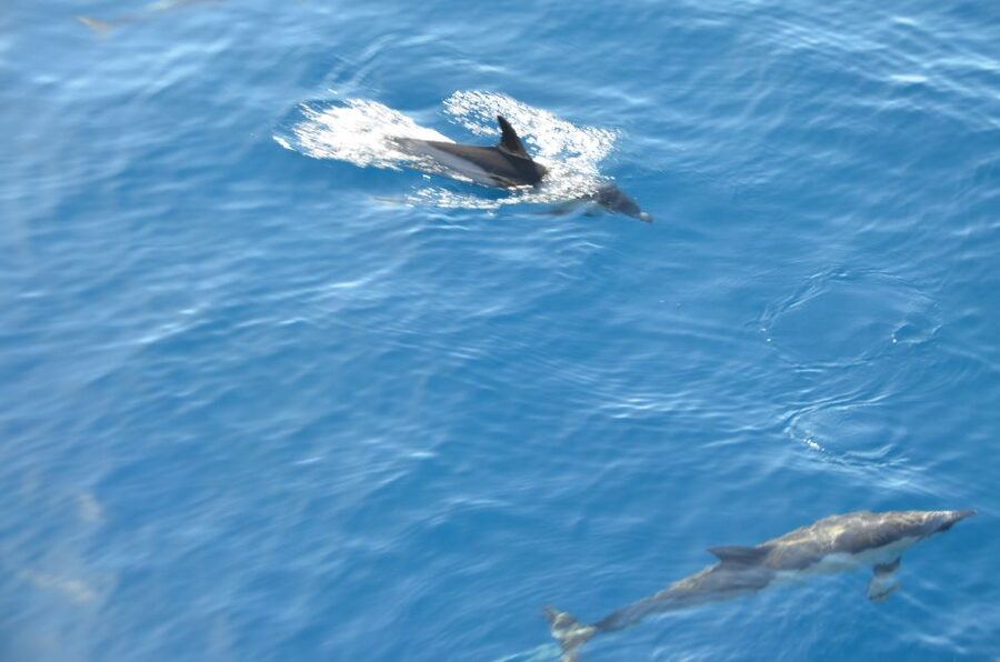 From Morro Jable: Dolphin and Whale Watching and Snorkelling - Who will enjoy this Morro Jable trip most