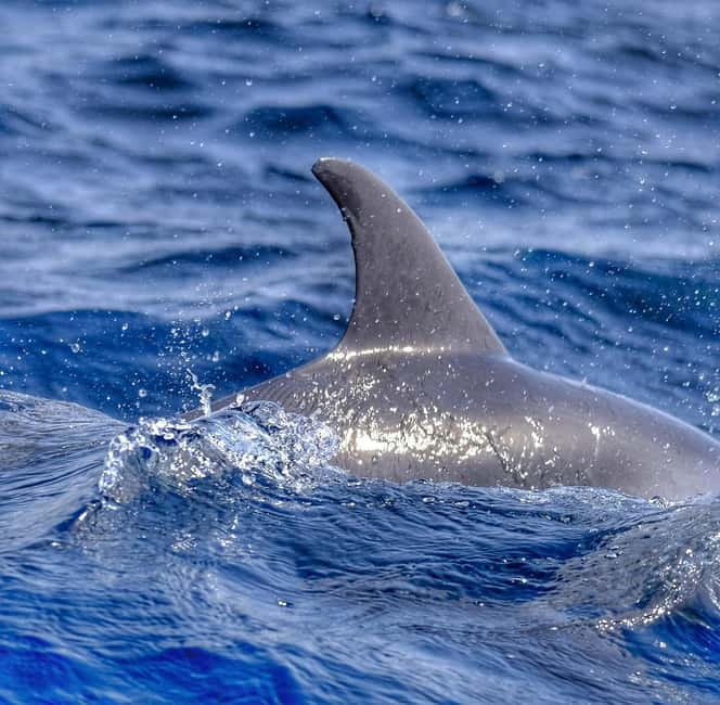 From Morro Jable: Dolphin and Whale Watching and Snorkelling - Should you book it?