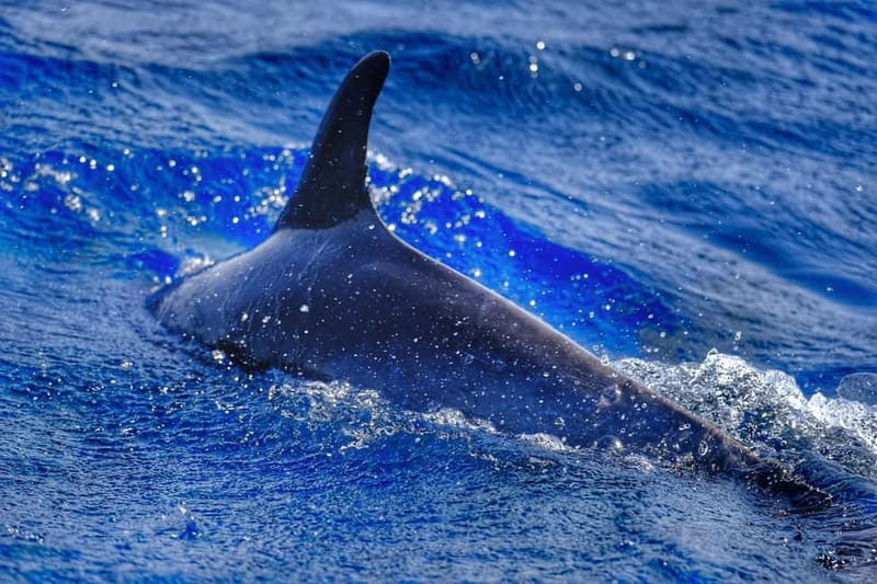 From Morro Jable: Dolphin and Whale Watching and Snorkelling - Searching the Atlantic for dolphins and pilot whales