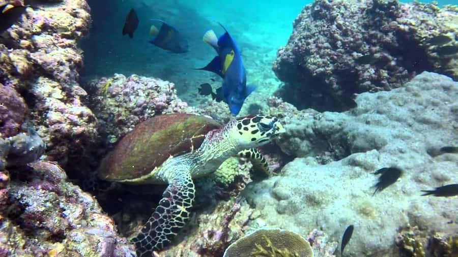 From Muscat: Dimaniyat Islands Snorkeling Tour - Second stop: swimming, beach time, and lunch