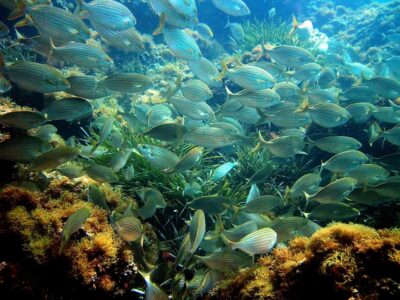 Villefranche Bay Swimming & Snorkeling Boat Tour