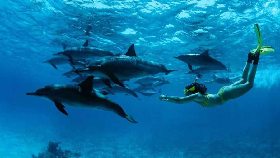 From Nungwi : Mnemba Boat Trip and Dolphin Snorkel Adventure - Leaving Nungwi at 09:00