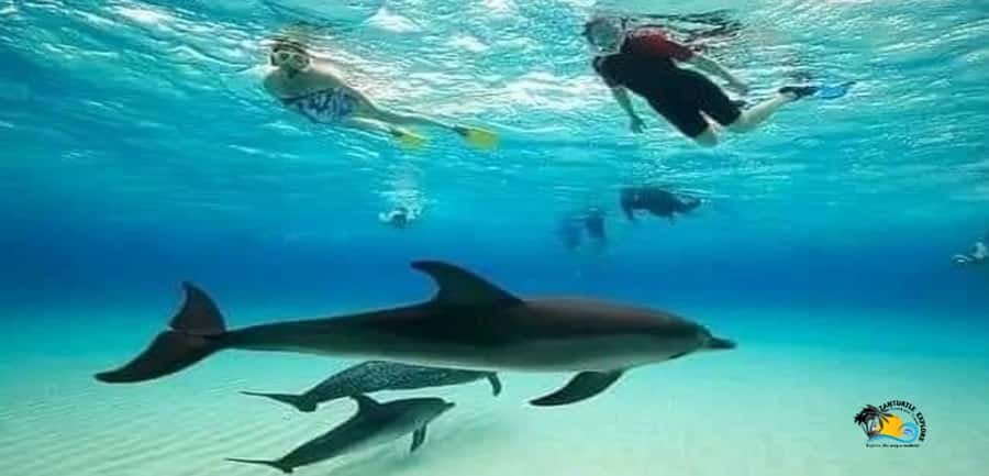 From Nungwi: Mnemba Island Dolphin Watching and Snorkeling - Looking for Dolphins in Open Water