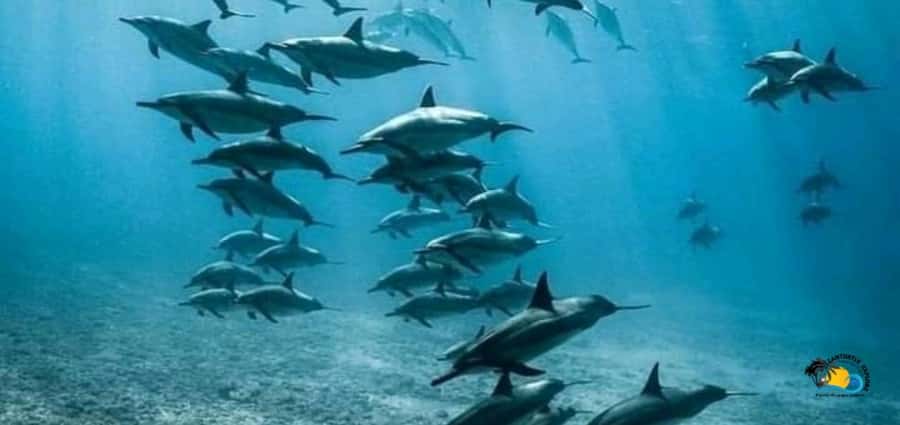 From Nungwi: Mnemba Island Dolphin Watching and Snorkeling - The Beach Break and Tropical Fruit