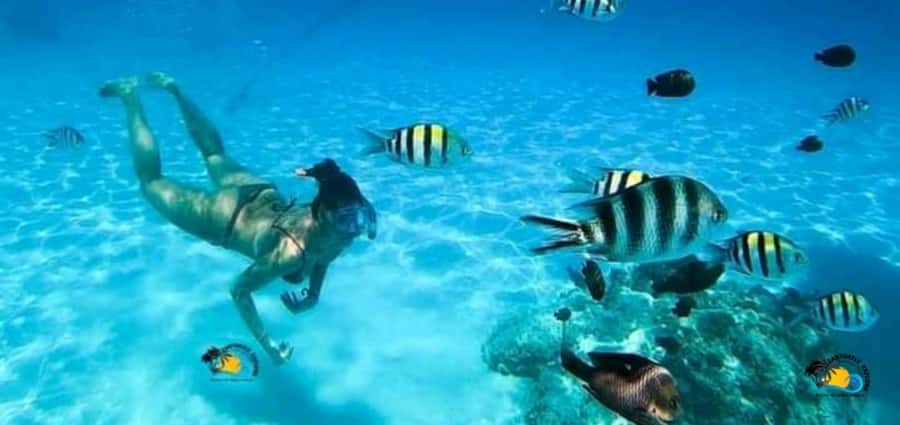 From Nungwi: Mnemba Island Dolphin Watching and Snorkeling - Snorkeling Near Mnemba Island
