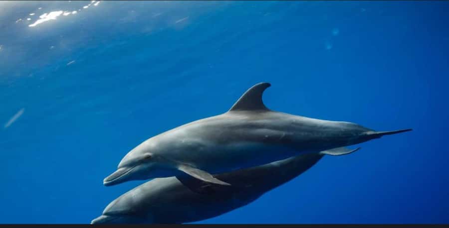 FROM NUNGWI; MNEMBA SNORKELING AND DOLPHIN TOUR - What Makes Mnemba Worth the Boat Ride