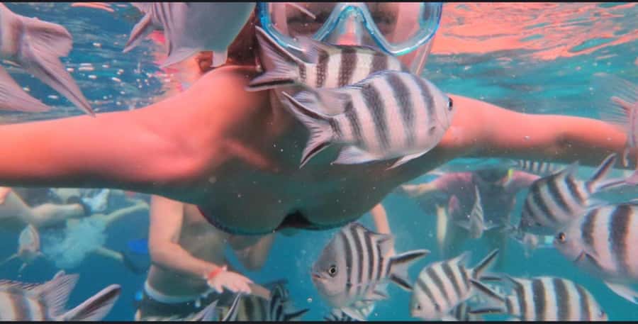 FROM NUNGWI; MNEMBA SNORKELING AND DOLPHIN TOUR - Dolphin Watching Without False Promises