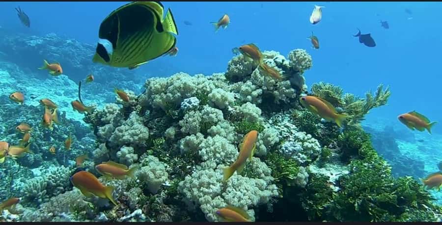 FROM NUNGWI; MNEMBA SNORKELING AND DOLPHIN TOUR - The Return Along Zanzibar’s Coast