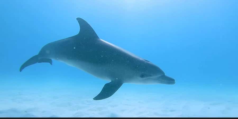 FROM NUNGWI; MNEMBA SNORKELING AND DOLPHIN TOUR - Who Will Enjoy This Most