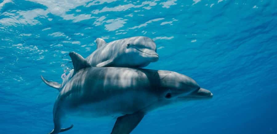 FROM NUNGWI; MNEMBA SNORKELING AND DOLPHIN TOUR - Snorkeling Around Coral and Fish