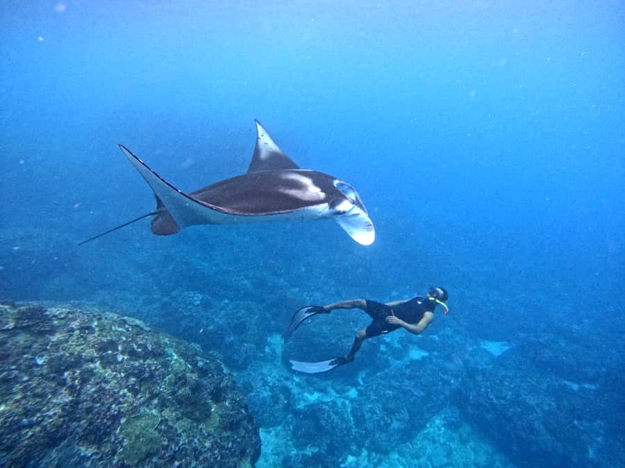 From Nusa Penida: 3 Spots Snorkeling Tour with Manta Rays - Manta Bay or Manta Point: what you may see