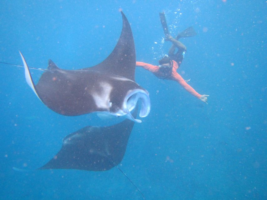 From Nusa Penida: 3 Spots Snorkeling Tour with Manta Rays - A quiet finish through the mangroves