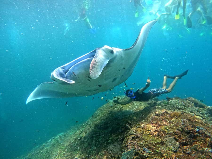 From Nusa Penida: 3 Spots Snorkeling Tour with Manta Rays - Why the manta stop depends on the sea