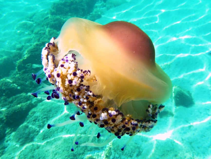 From Olbia: Dinghy Tour with Snorkeling to Tavolara Island - Wildlife, snorkeling, and time in the sea