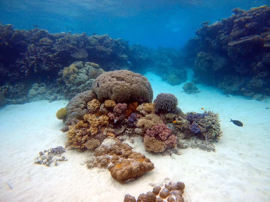 From Pattaya: Snorkeling or Beginner Scuba Diving Tour - A First Scuba Session Near Pattaya