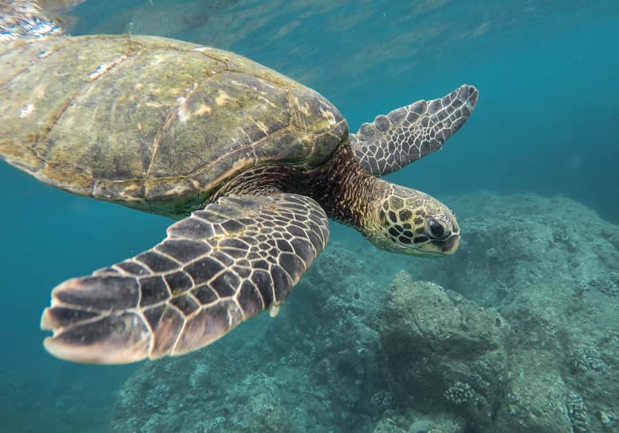 From Pattaya: Snorkeling or Beginner Scuba Diving Tour - Meeting the Instructor and Learning the Gear