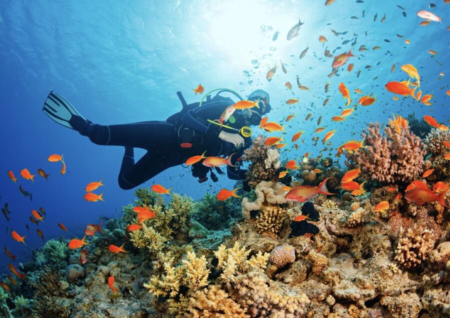 From Pattaya: Snorkeling or Beginner Scuba Diving Tour - Who Should Choose Scuba and Who Should Snorkel