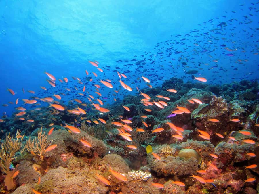From Pattaya: Snorkeling or Beginner Scuba Diving Tour - What to Pack for a Comfortable Day