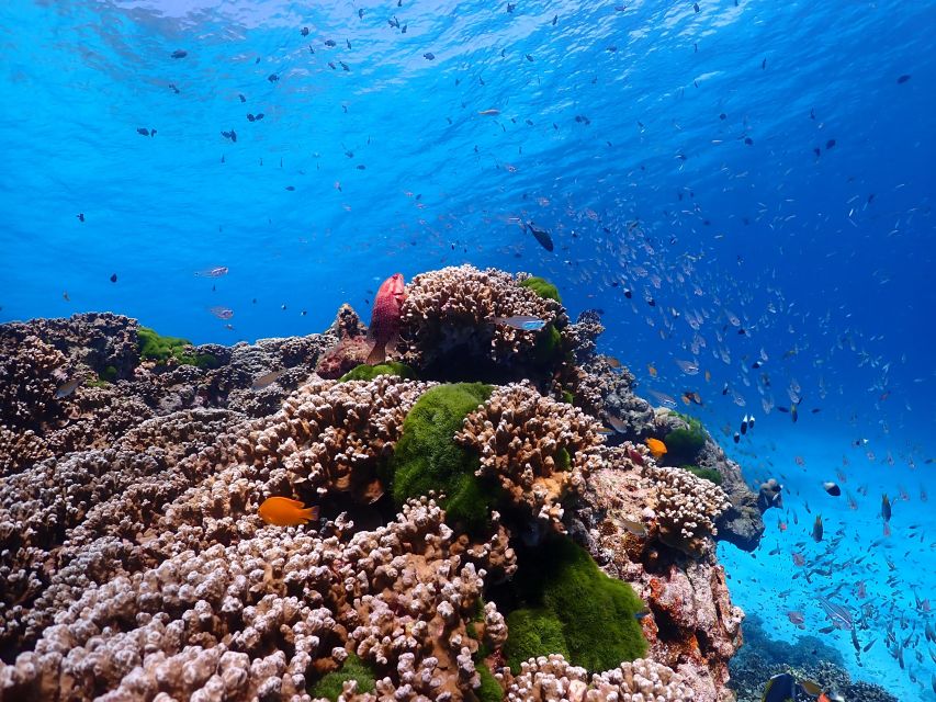 From Phi Phi: Full Day Snorkeling Trip by Longtail Boat - Lunch is useful, but keep it modest