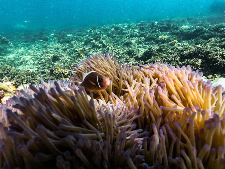 From Phuket: Lazy Snorkel & Explore at Bamboo & Phi Phi - Maya Bay and the walk from Loh Samah