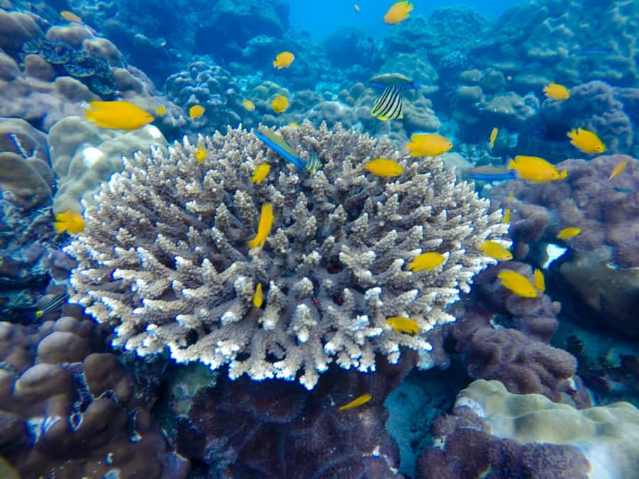 From Phuket: Phi Phi and Maya Bay Snorkeling by Speedboat - Snorkeling stops with equipment supplied
