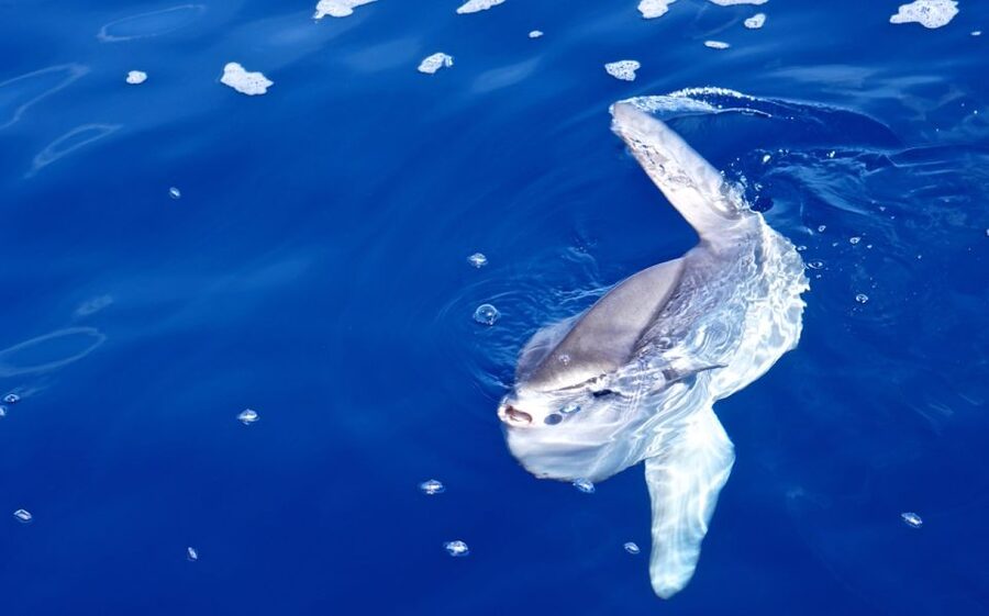 From Porto Ercole: Giannutri Island Snorkeling Boat Trip - Key points to know before you book
