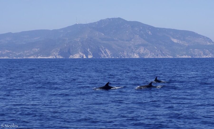 From Porto Ercole: Giannutri Island Snorkeling Boat Trip - What the $90.63 price really covers