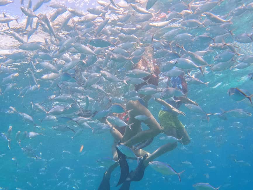 From Punta Cana: Catalina Island Swim, Sail & Snorkel - Guide languages and day-to-day logistics