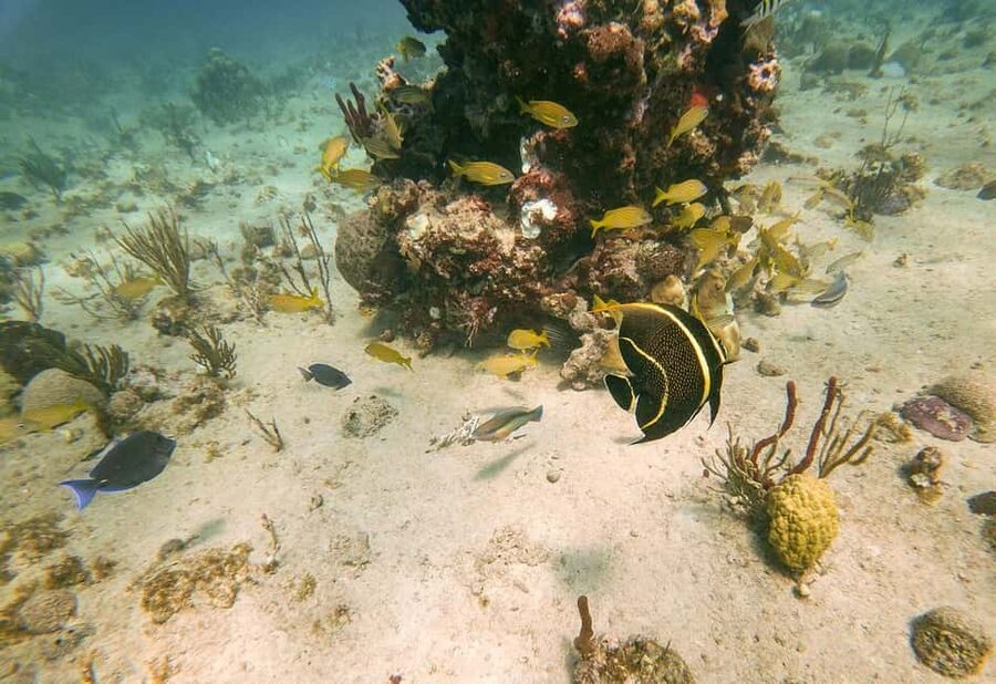 From Punta Cana or Bayahibe: Catalina Island with Snorkeling - Who should book this Catalina Island day?