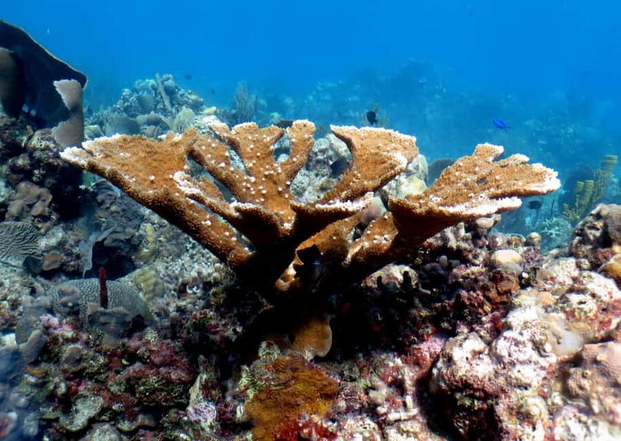 From Punta Cana: Small Group Catalina Island Snorkeling Tour - What your $128 covers