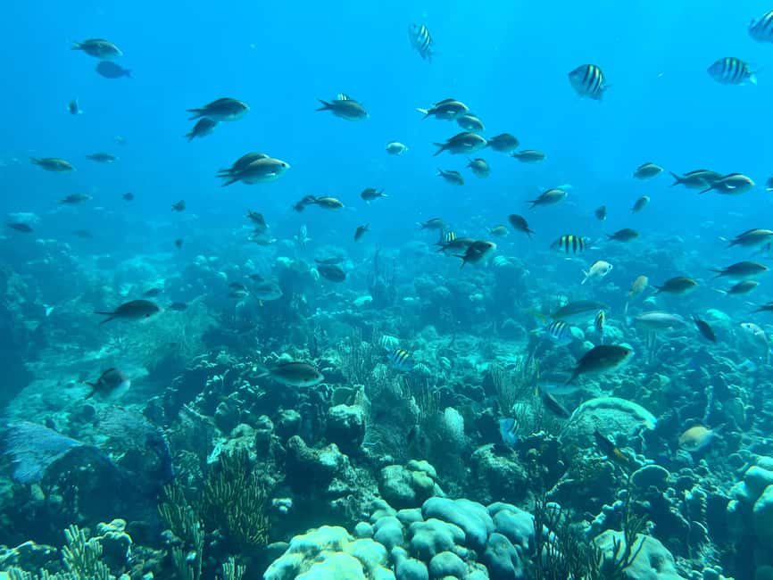 From Punta Cana: Small Group Catalina Island Snorkeling Tour - Getting to Bayahibe and boarding the boat