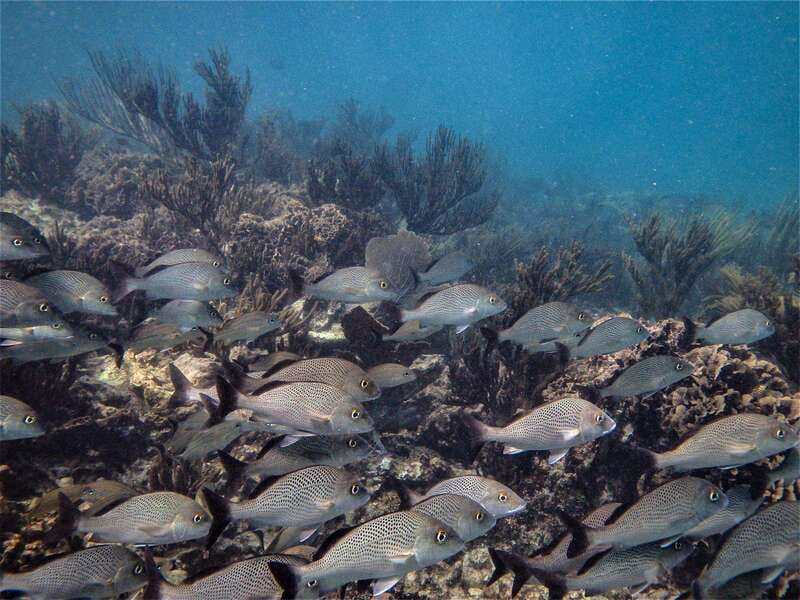 From Riviera Maya: Snorkeling & Private Cenote Half-Day Tour - Who should book this tour?