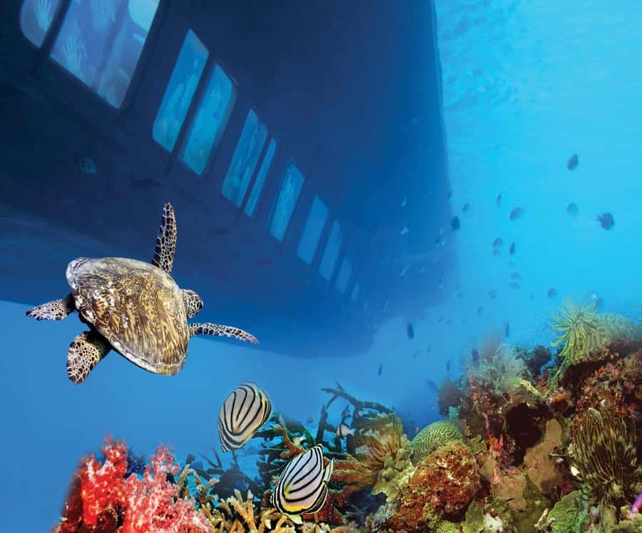 From Safaga: Royal Seascope Submarine with Snorkeling - Who will enjoy this most?