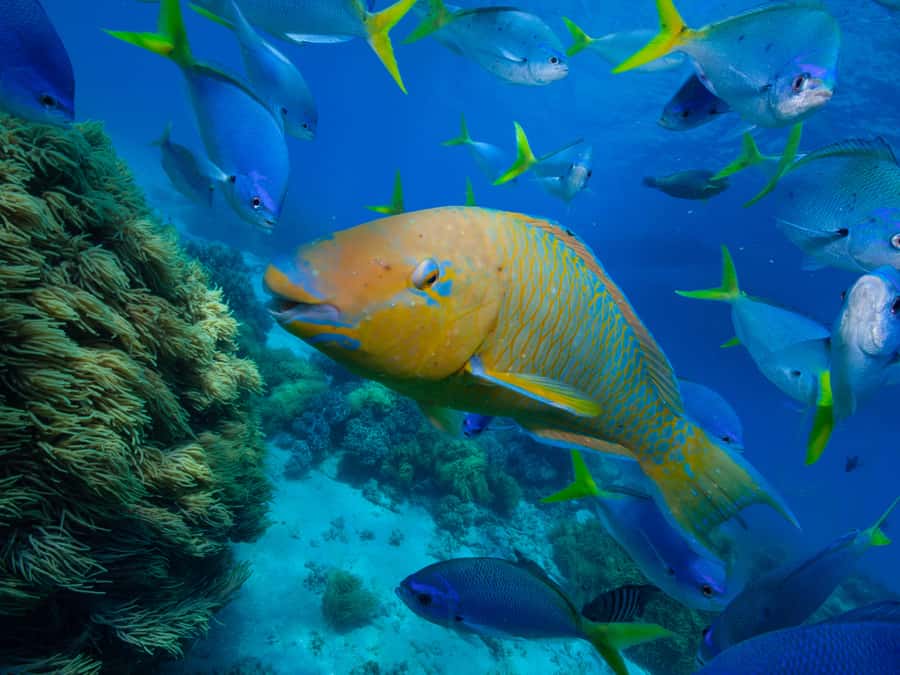 From Samui: Koh Tao and Nangyuan Snorkeling Tour Day Trip - At a glance