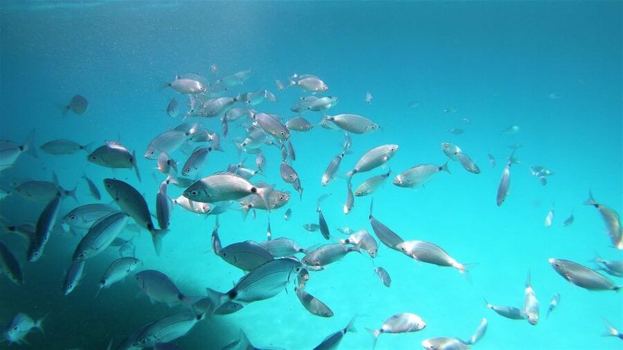 From San Teodoro: snorkeling in the pools of Molara - Why Molara is worth seeing from the water