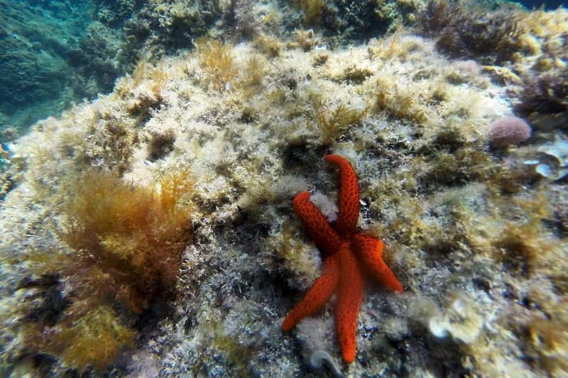 From Sant Feliu de Guíxols: Kayak and Snorkel in Costa Brava - The First 15 Minutes: Safety Before Scenery