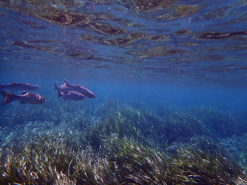 From Santa Pola: Snorkel Trip in Tabarca Island - Key points at a glance