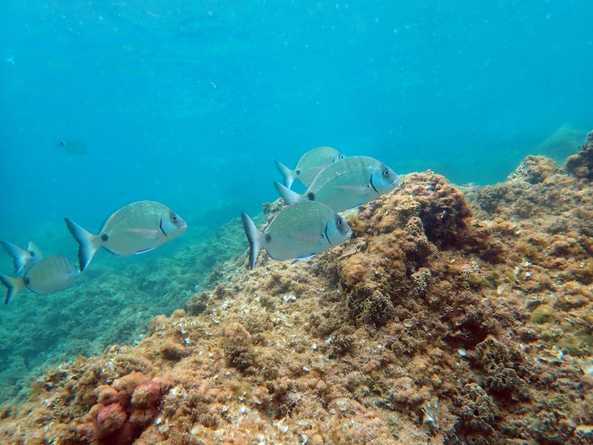 From Santa Pola: Snorkel Trip in Tabarca Island - What you can see beneath Tabarca