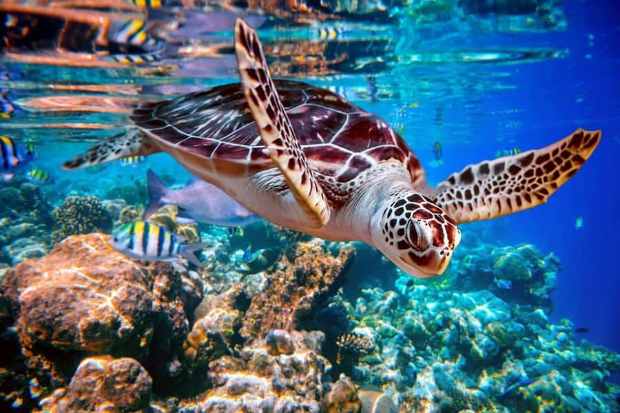 From Sharm: Ras Mohammed snorkeling cruise & optional diving - Starting at Watanya Marina in Sharm El Sheikh